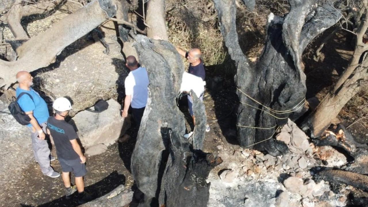Al capezzale dell’olivo millenario di Cuglieri: il Patriarca resiste, ed è già un buon segnale