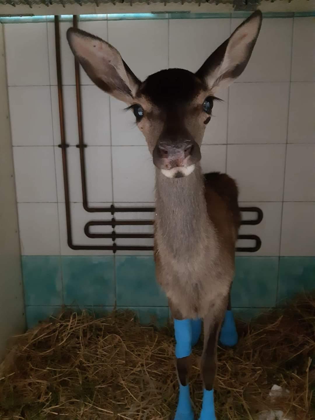 Sa “paradura” supera i confini dell’isola 