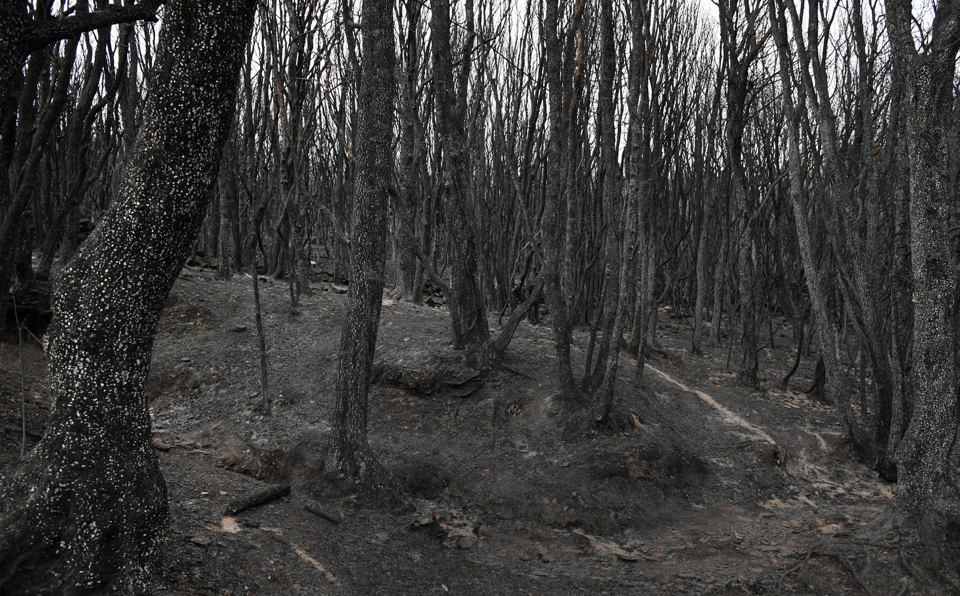 Coldiretti: per ricostruire un bosco si impiegano fino a 15 anni