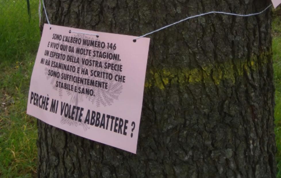 Via al taglio degli alberi in viale Umberto I Il comitato: «Vergogna» 