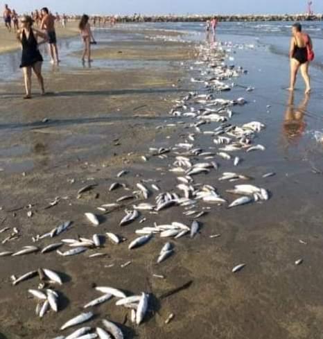 Colombaccio nel Delta «Caccia con nuove date»