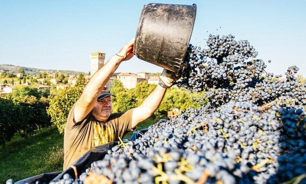 Lambrusco, produzione giù fino al 40%. «Tutta colpa del clima ormai impazzito» 