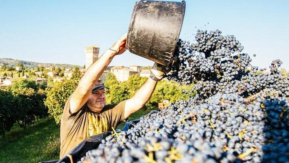 Lambrusco, produzione giù fino al 40%. «Tutta colpa del clima ormai impazzito»