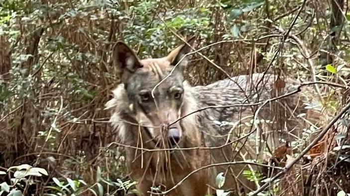 «C’è un lupo al Tombolo» Scattano le ricerche tra i pini