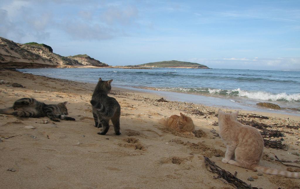 Andrea, il “gattaro” di Su Pallosu, getta la spugna 