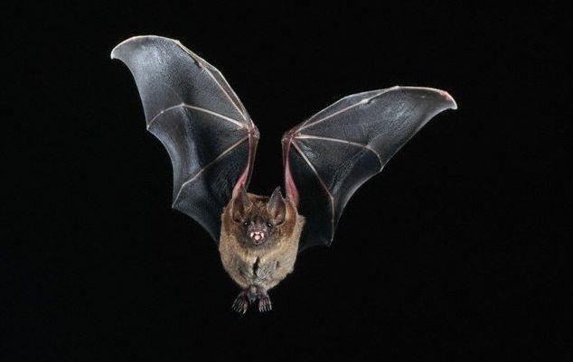 Parco di Porto Conte paradiso dei pipistrelli 