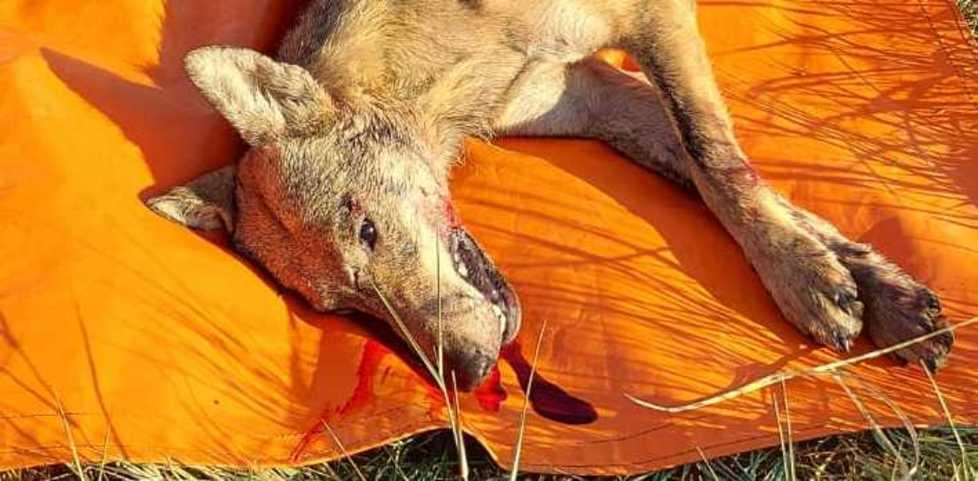 Reggio Emilia, lupa travolta e uccisa a Cella sulla via Emilia 