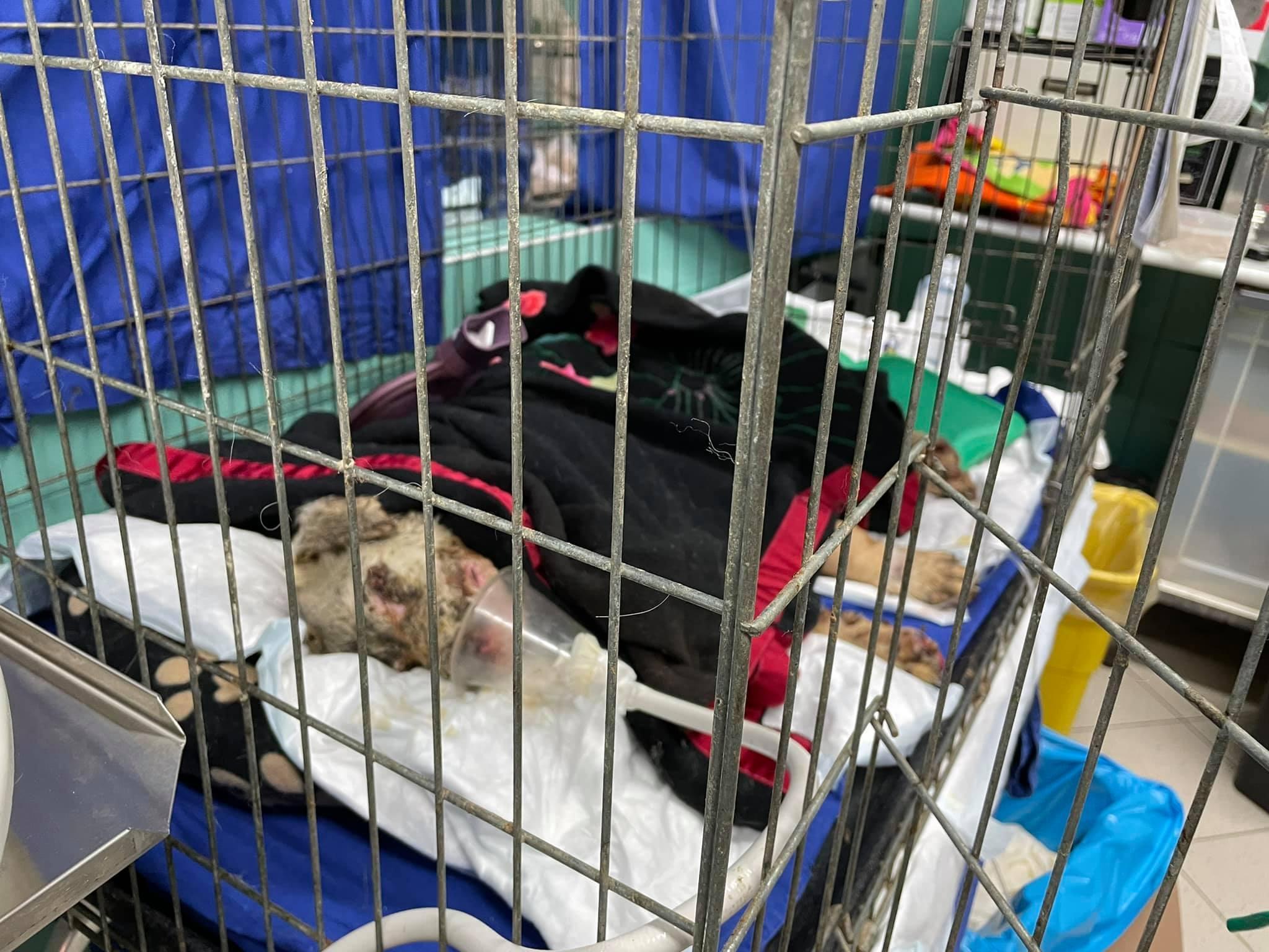 Morto il cane Angelo, simbolo dei roghi in Sardegna