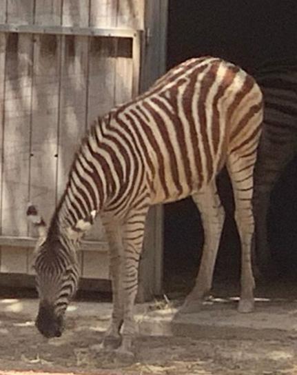 Zebra in fuga nei boschi di San Bartolomeo. È “Achille”, scappato da un allevamento 