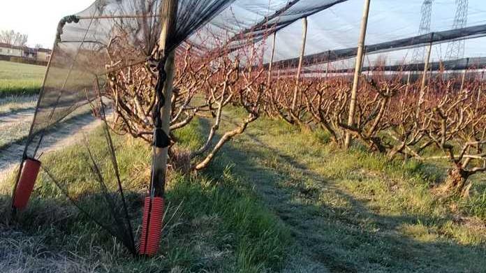 Pere, pesche e albicocche La produzione va a picco