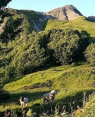 Cani e greggi sui sentieri «Un patto per la convivenza» 