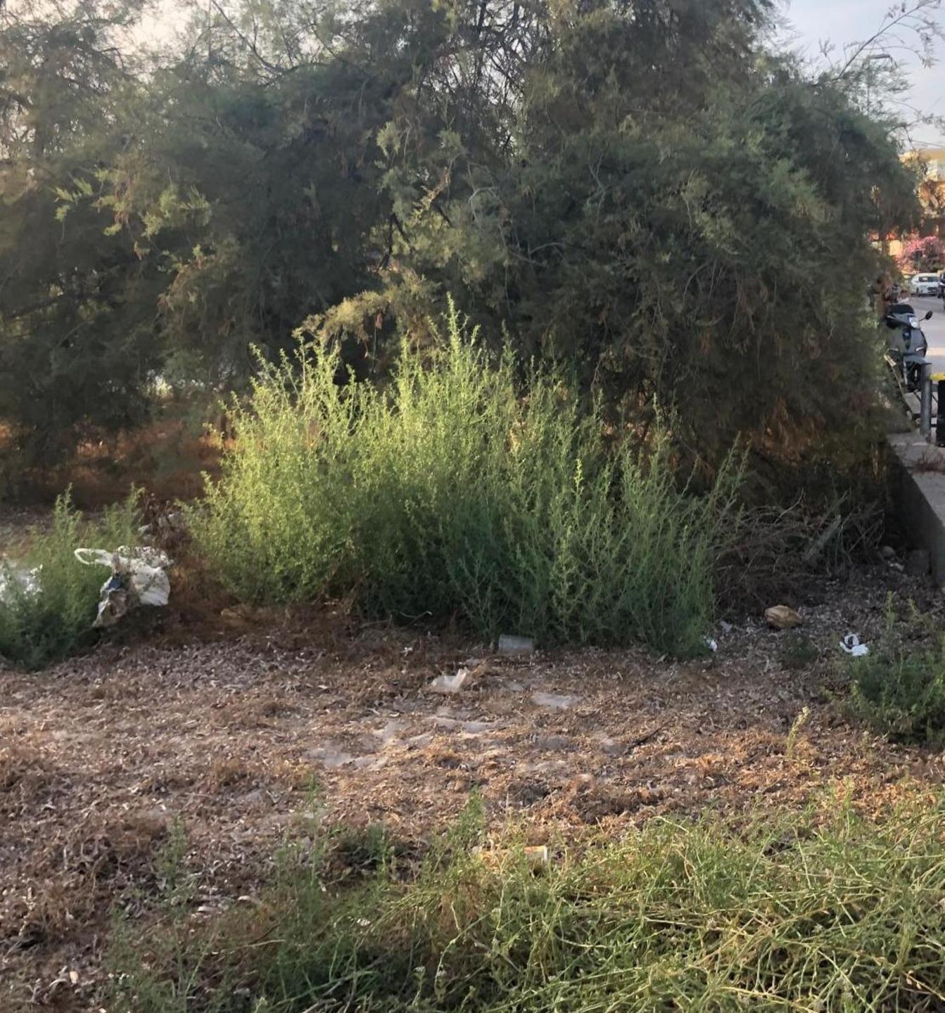 «Erbacce, incuria e spazzatura sotto i tamerici di via Lido»