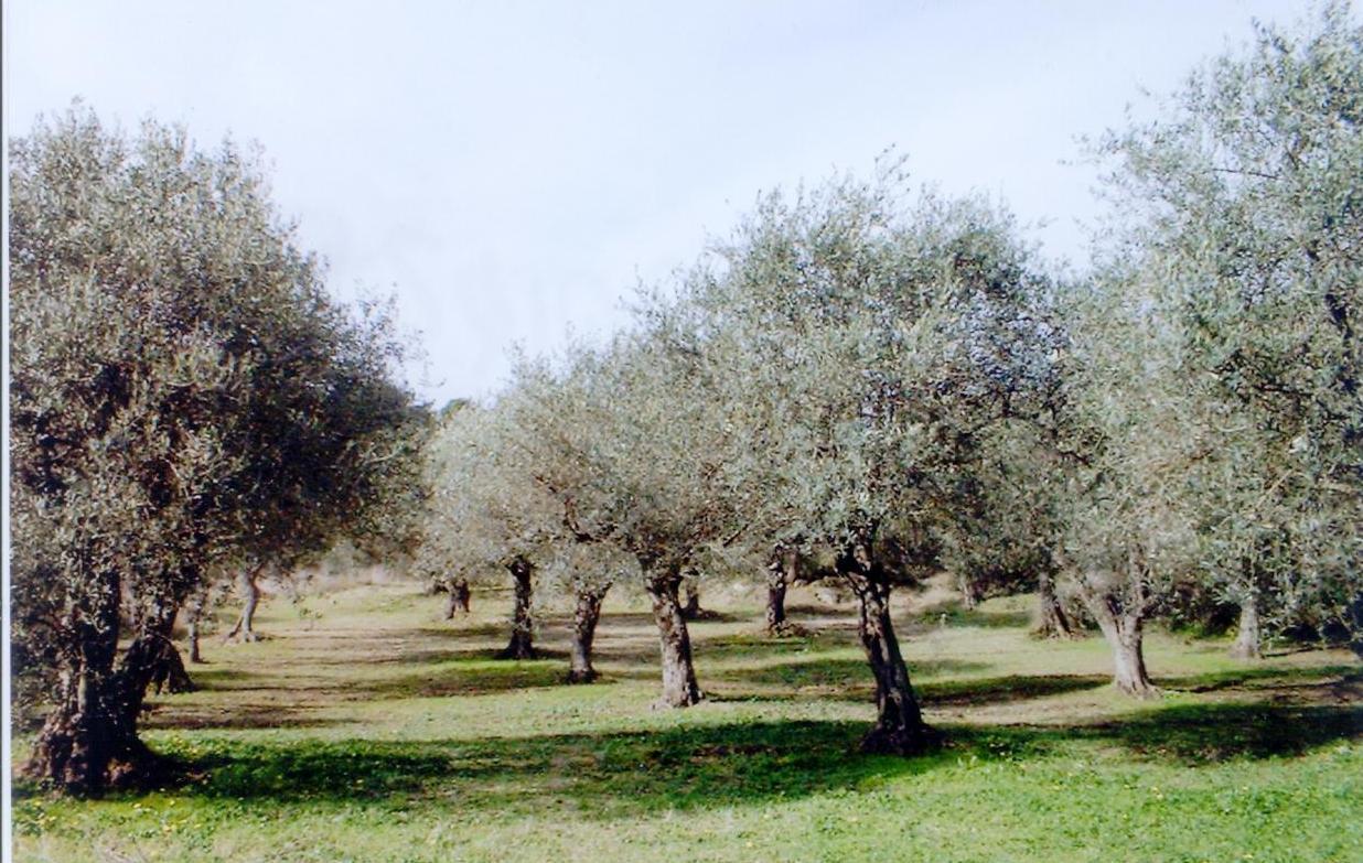 Anche Sassari tra le Città dell’Olio 