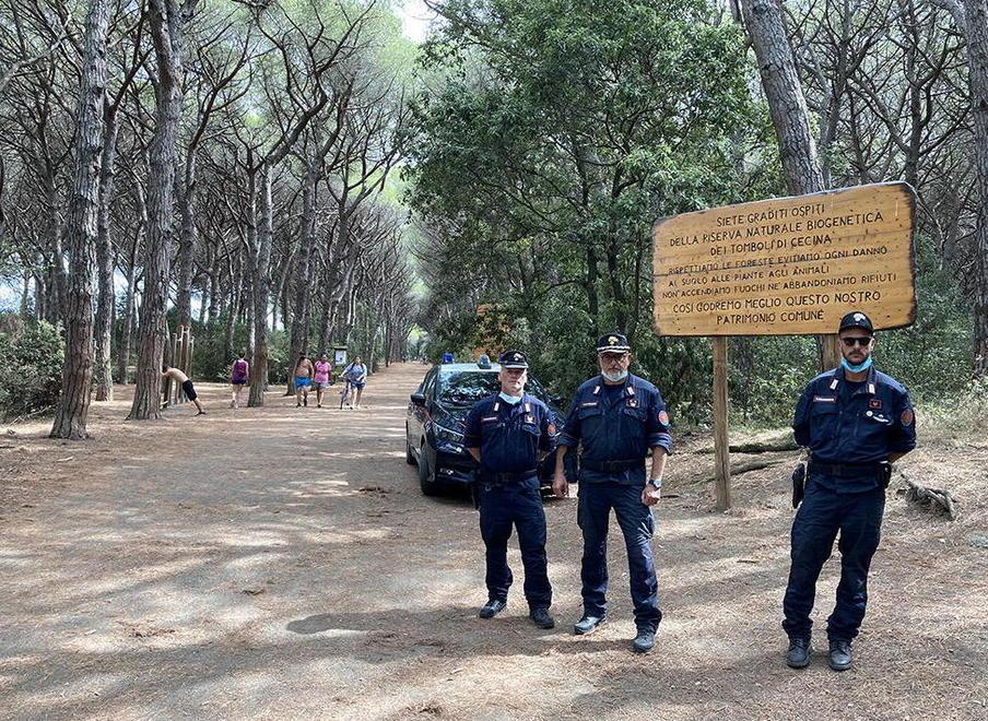 Continua in pineta a Cecina la ricerca del lupo, ecco cosa può accadere se verrà trovato 