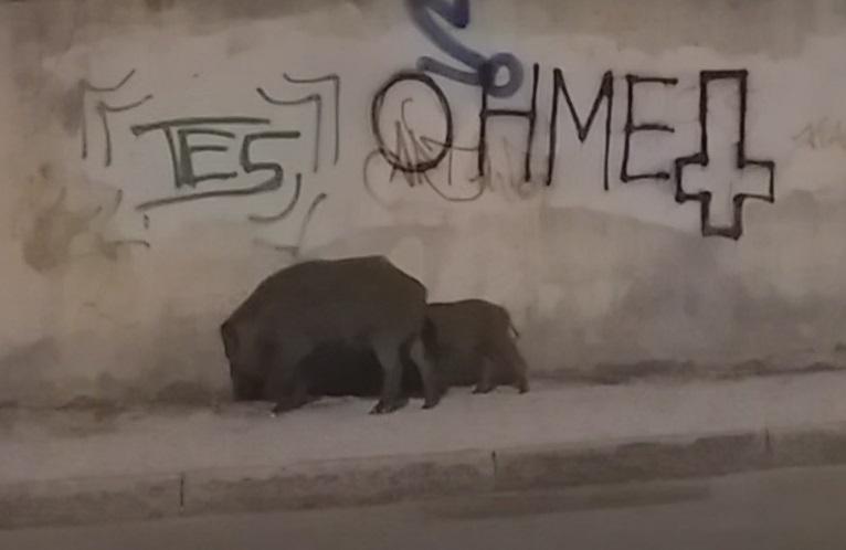 Cinghiali lungo un muro in via Urano Sarti