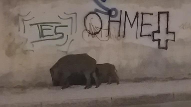 Cinghiali lungo un muro in via Urano Sarti