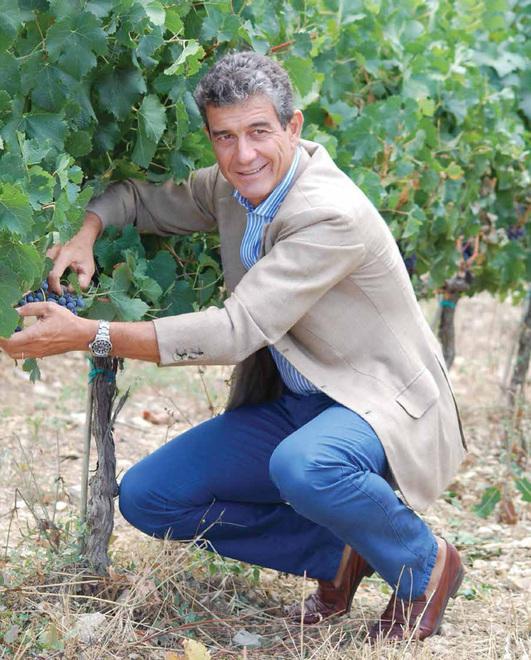 Maremma doc Il consorzio tutela conferma Mazzei alla presidenza 