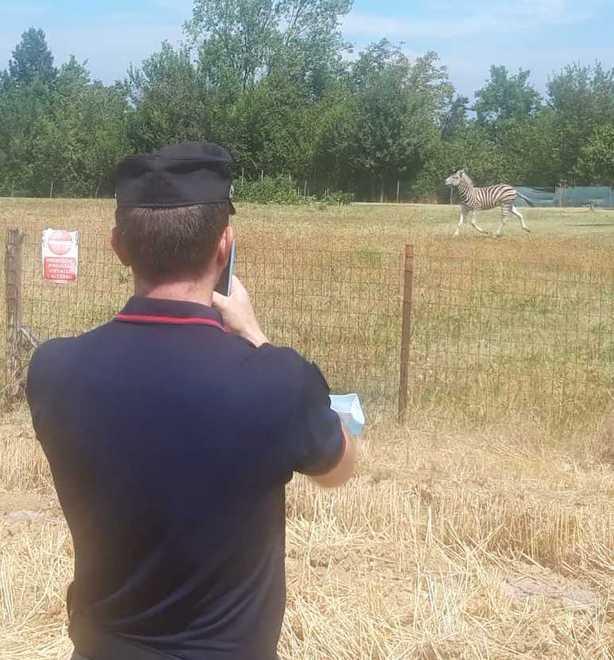 La zebra Achille in fuga si arrende dopo un giorno 