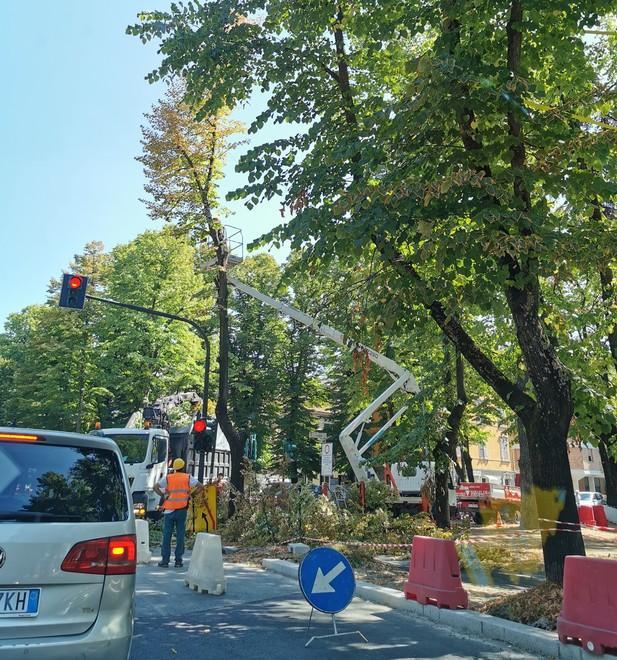 Reggio Emilia, partito l’abbattimento degli alberi in viale Umberto 