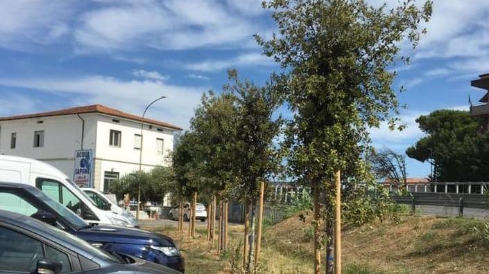 Nessuno innaffia i lecci di via Nicola Pisano