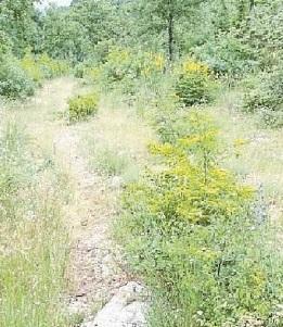 Diaccialone «La strada vicinale non esiste più»