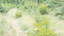 Diaccialone «La strada vicinale non esiste più»