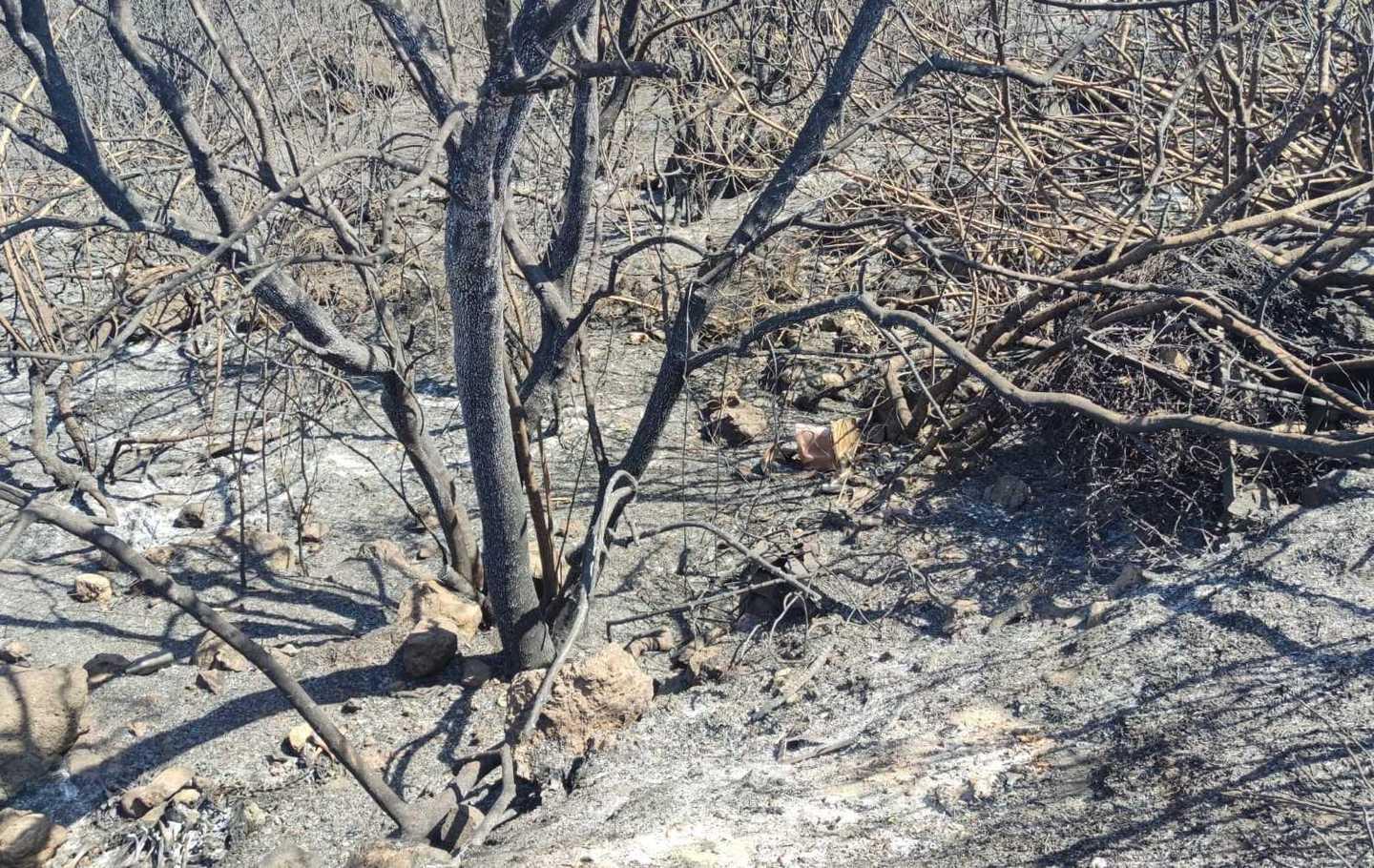 Sos per i conigli selvatici scampati alle fiamme 