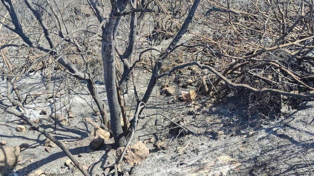 Sos per i conigli selvatici scampati alle fiamme