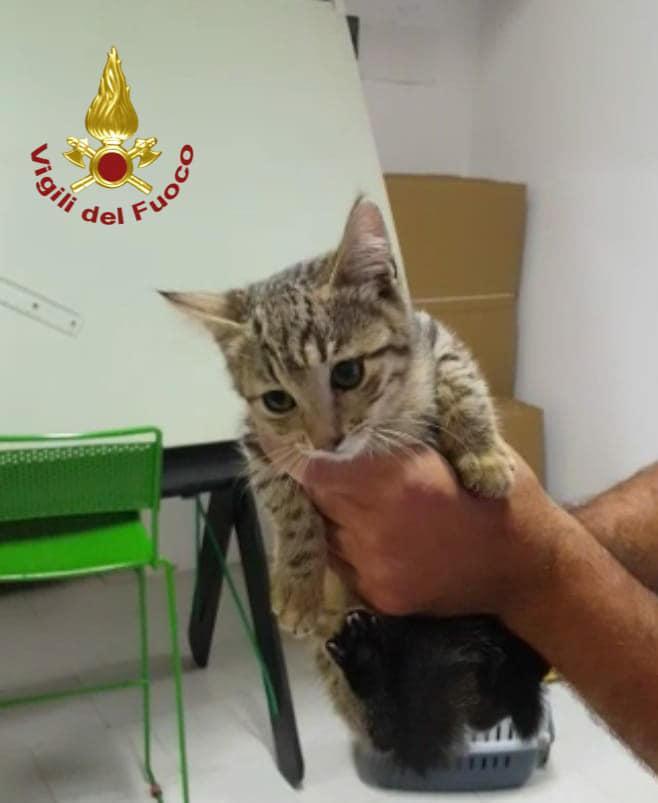 Carpi, vigili del fuoco salvano un gattino con la sonda video 