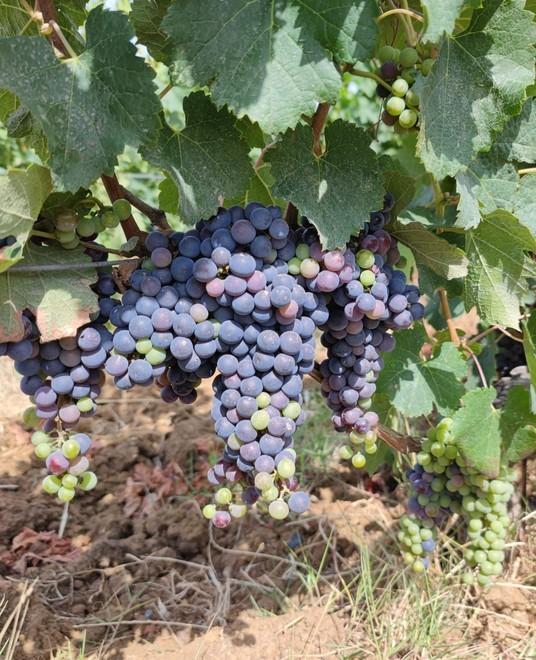 La maturazion delle uve in un vigneto di Bolgheri