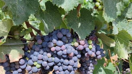 La maturazion delle uve in un vigneto di Bolgheri