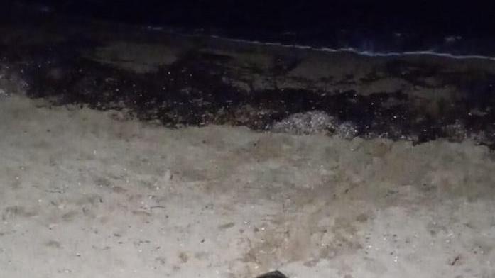 Mamma tartaruga risale la spiaggia tra lo stupore di baristi e clienti