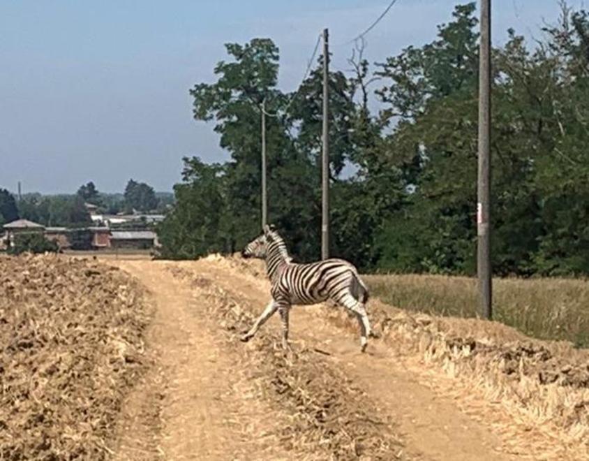 La zebra Achille non ce l’ha fatta Dopo la fuga l’animale è morto 