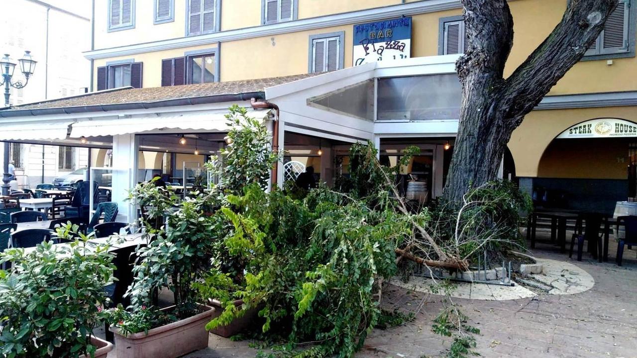 Piazza Garibaldi “minacciata” da un albero 
