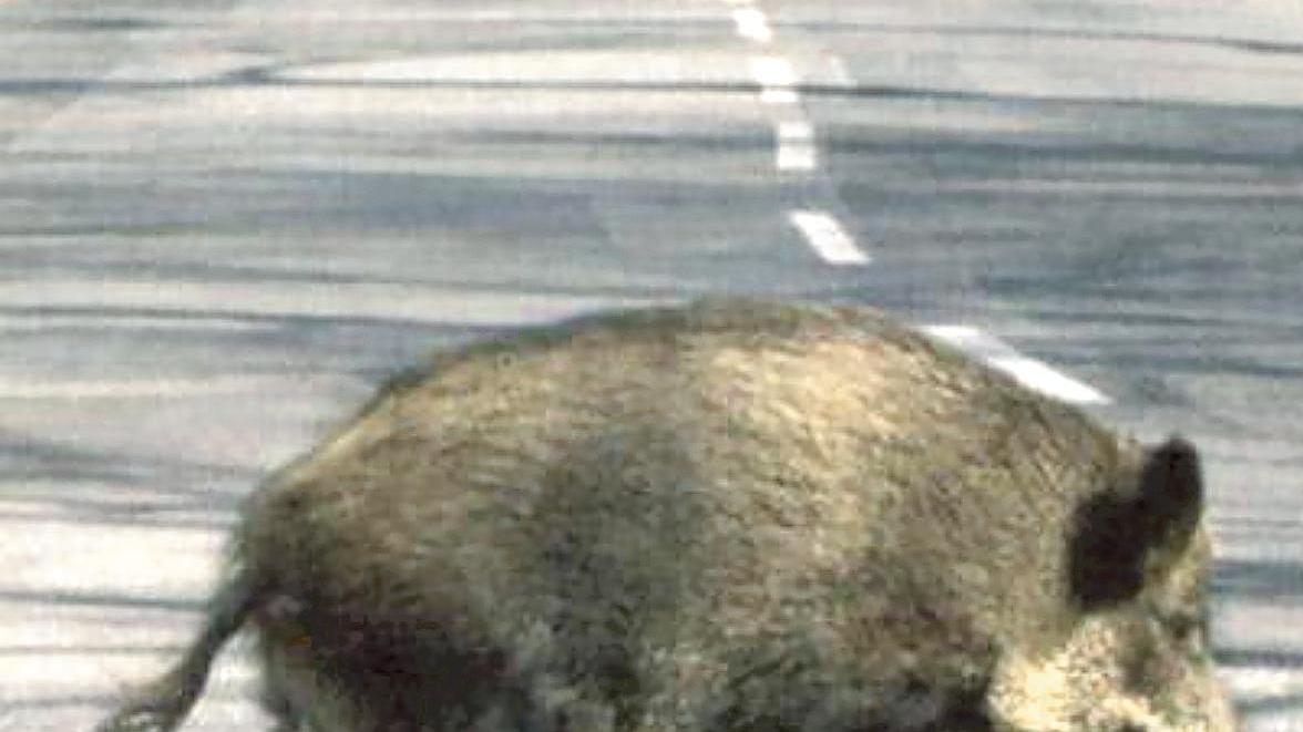 A Cecina è allarme cinghiali, troppi incidenti. «Ecco le strade dove fare più attenzione»
