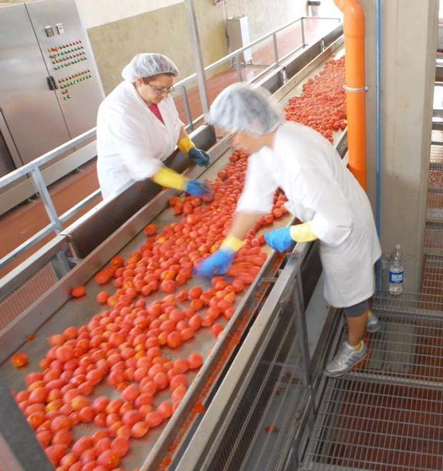 Italian Food avvia la campagna del pomodoro