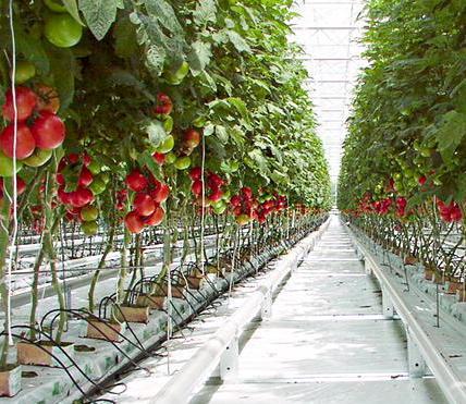Scapigliato cerca terreni agricoli per serre dove coltivare ortaggi 