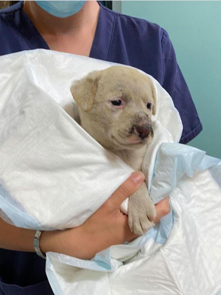 Uno degli animali soccorsi tra i roghi in Sardegna