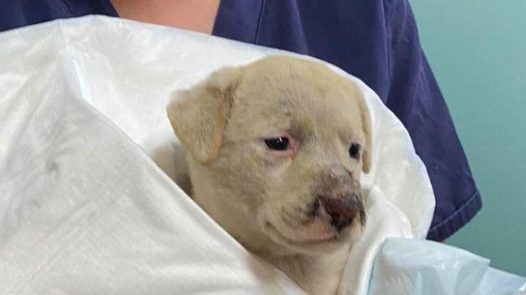 Uno degli animali soccorsi tra i roghi in Sardegna