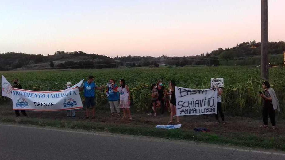 Protesta animalista ai cancelli della Sagra del “cunigliolo” fritto
