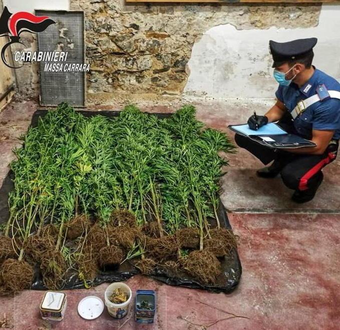 Coltiva marijuana nell’orto dietro casa 
