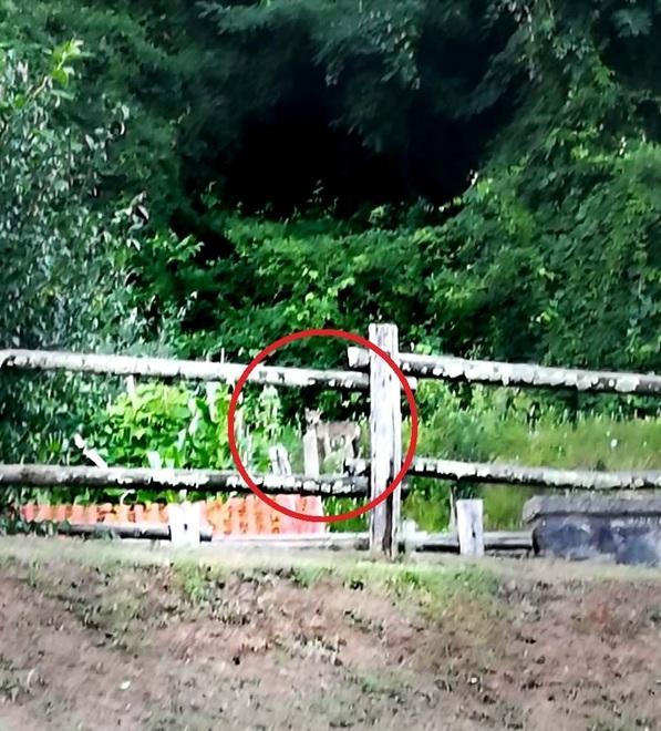 Avvistato un lupo nei pressi delle case sulla strada che va verso Fornovolasco 