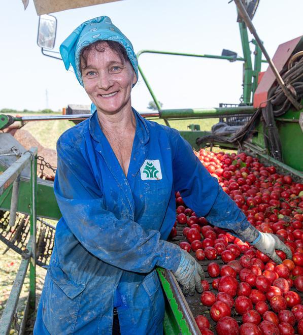 Gelate, caldo, siccità Per il pomodoro un anno vissuto pericolosamente 
