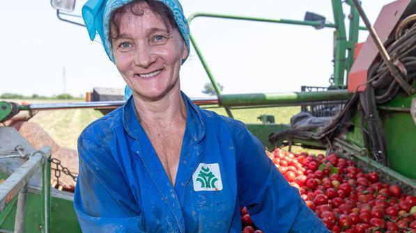 Gelate, caldo, siccità Per il pomodoro un anno vissuto pericolosamente