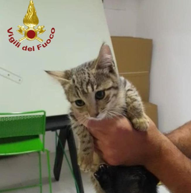 Gattino salvato grazie alla sonda video dei vigili del fuoco 