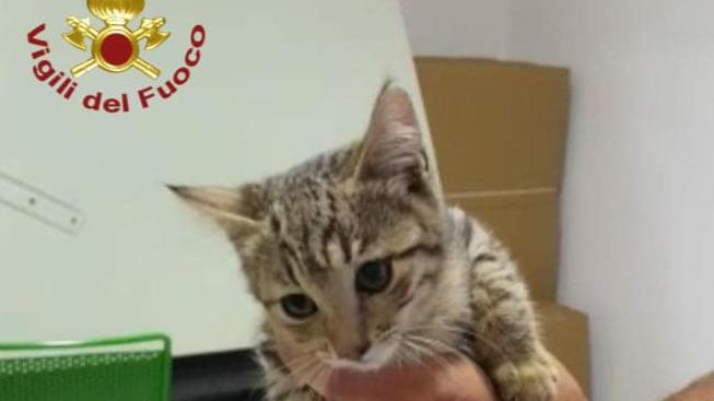 Gattino salvato grazie alla sonda video dei vigili del fuoco