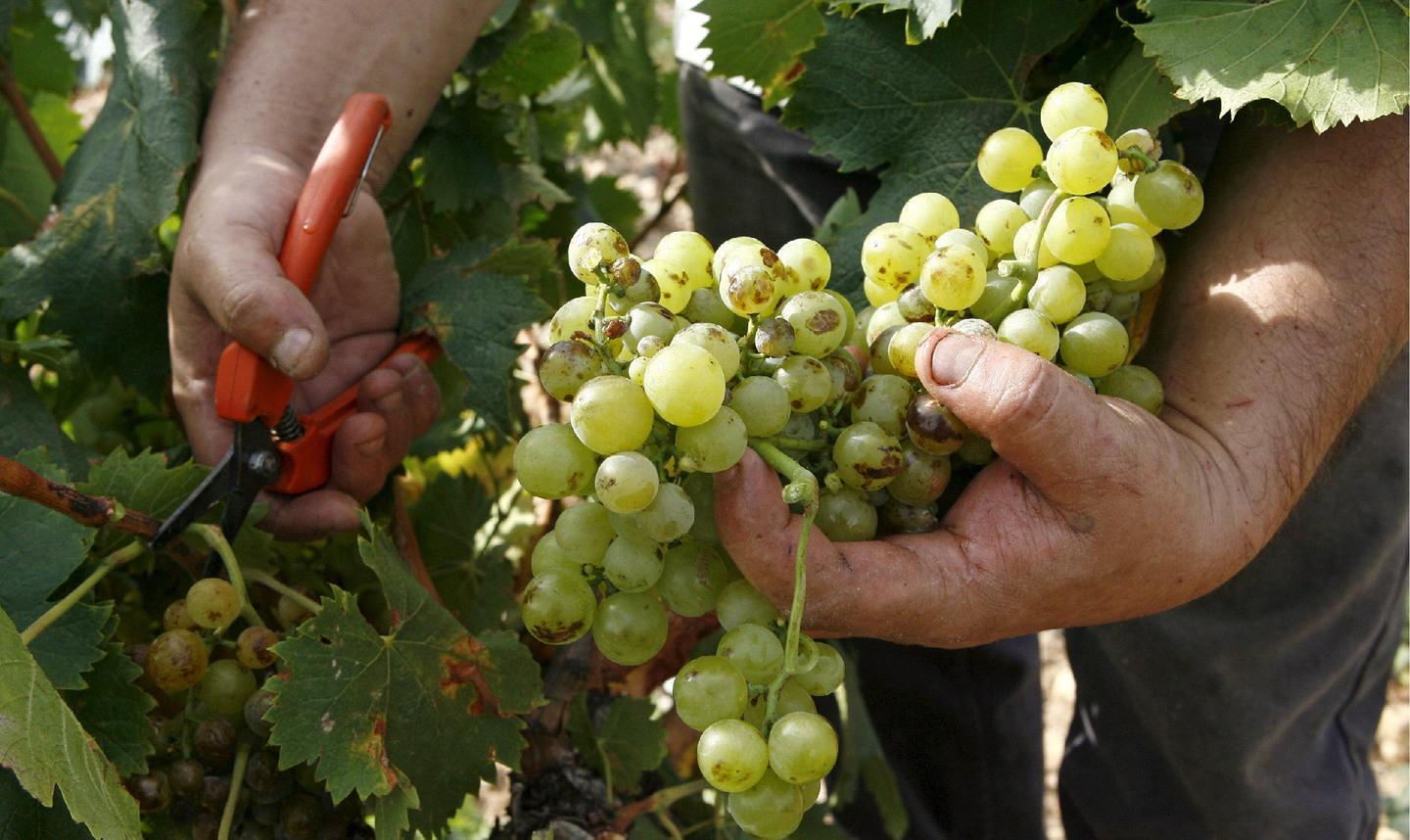 In Sardegna meno vino ma qualità top, al via la vendemmia 2021 