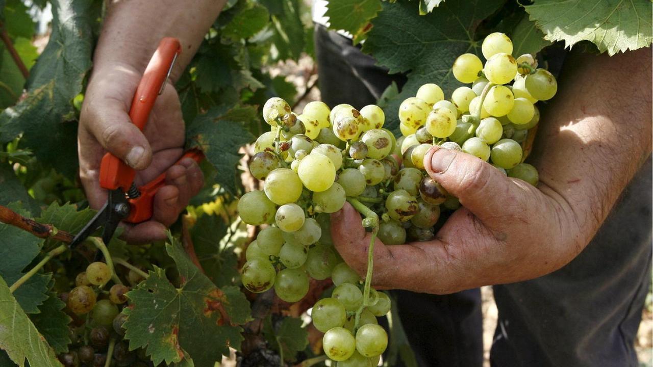 In Sardegna meno vino ma qualità top, al via la vendemmia 2021 