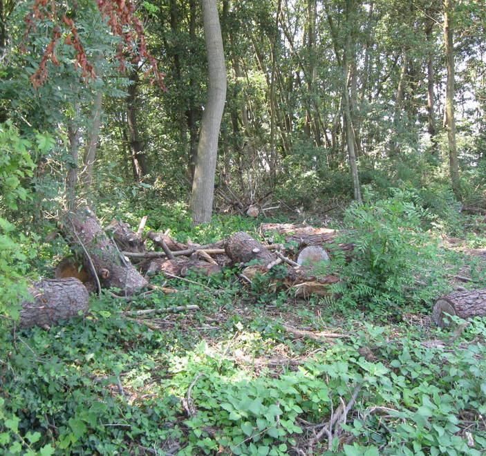 Mesola. Due pensionati accusati di furto di legna. La “raccolta” nel bosco di Santa Giustina 
