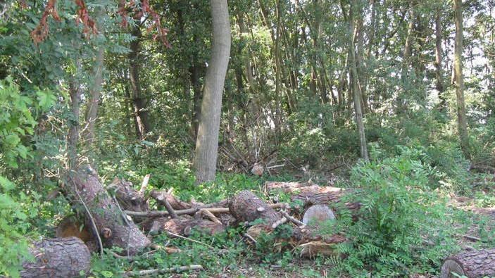 Mesola. Due pensionati accusati di furto di legna. La “raccolta” nel bosco di Santa Giustina